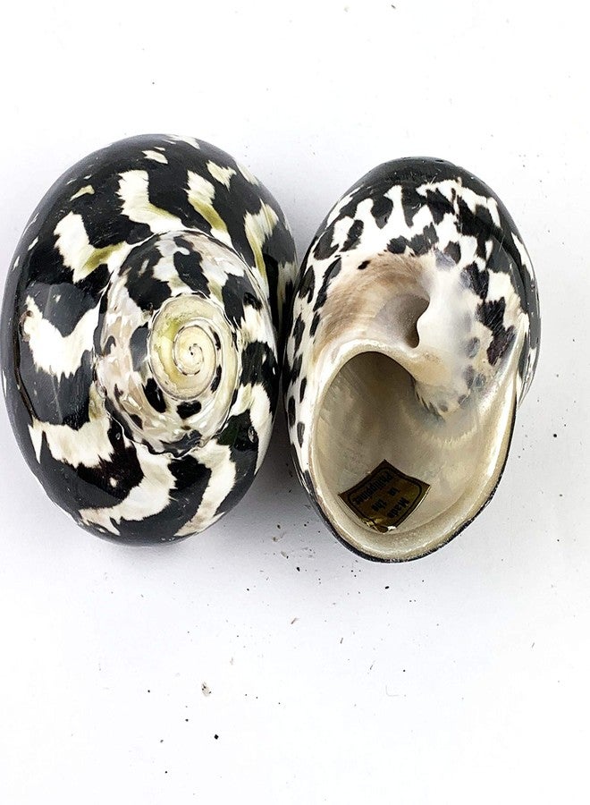 Worlds 2pc Turbo Shells,Polished Meg Pie Hermit Crab Shells 2" Inch-2-3/4 Inch - Image 3